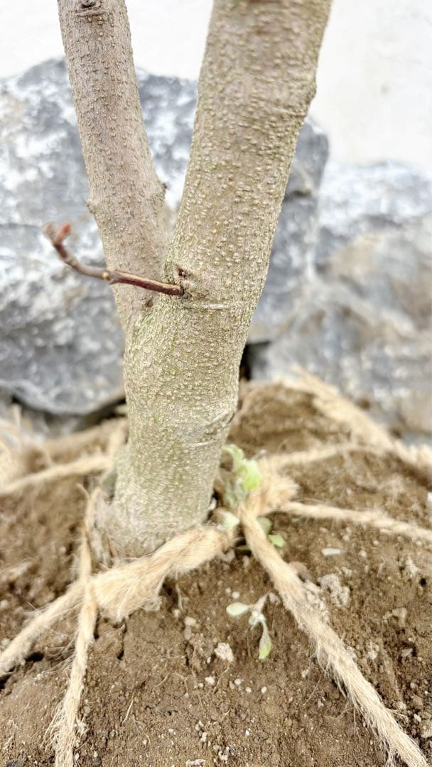 幹太。逸品常緑ヤマボウシ ホンコンエンシス1.6M(鉢底から)品番C