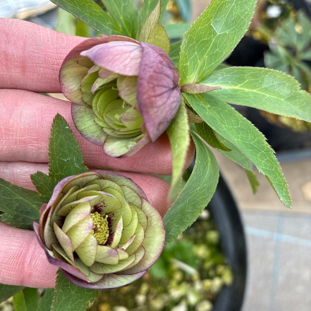 クリスマスローズ　トルカ交配　８寸