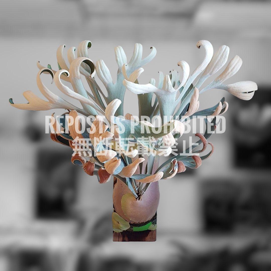 ビカクシダ White House 子株 株分け