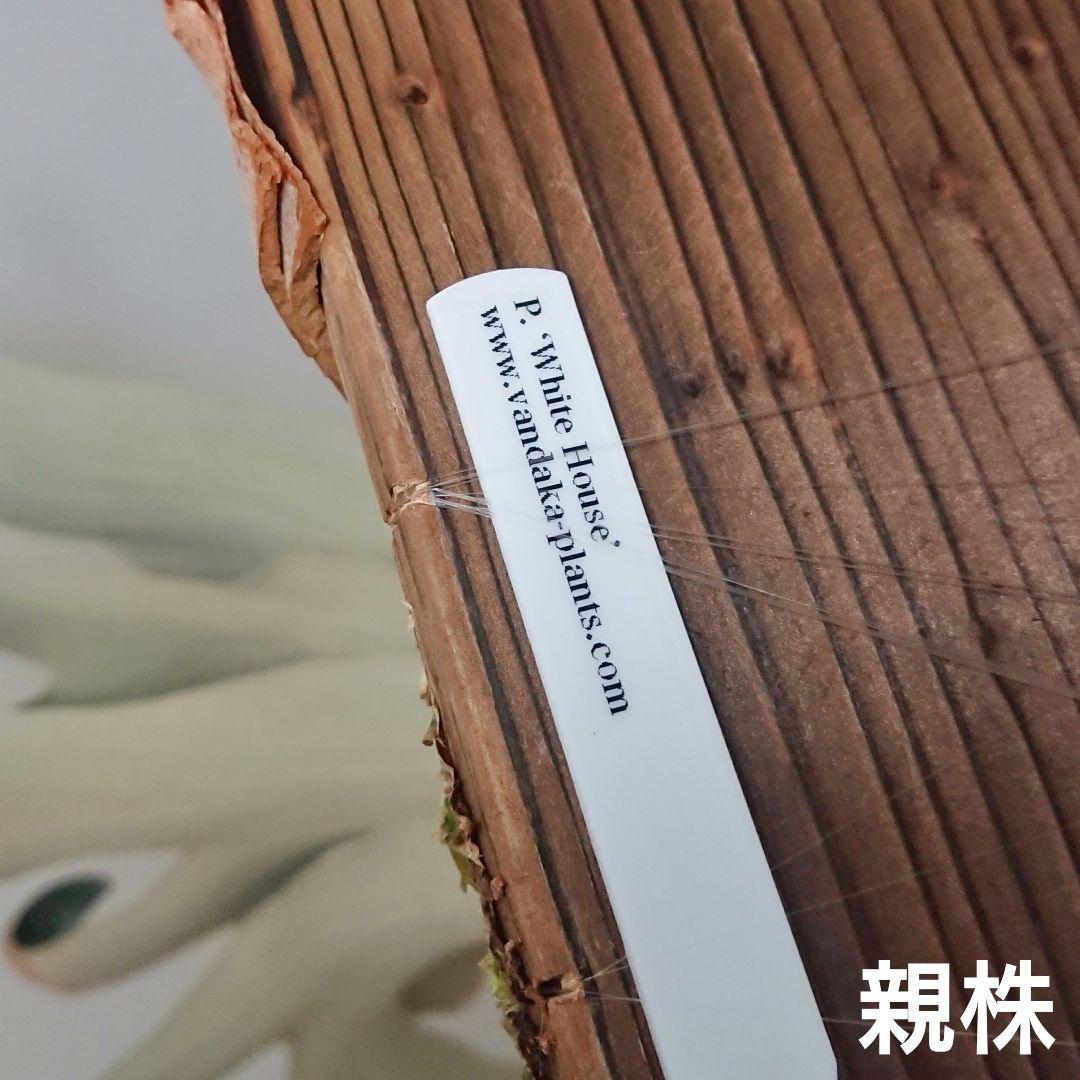 ビカクシダ White House 子株 株分け