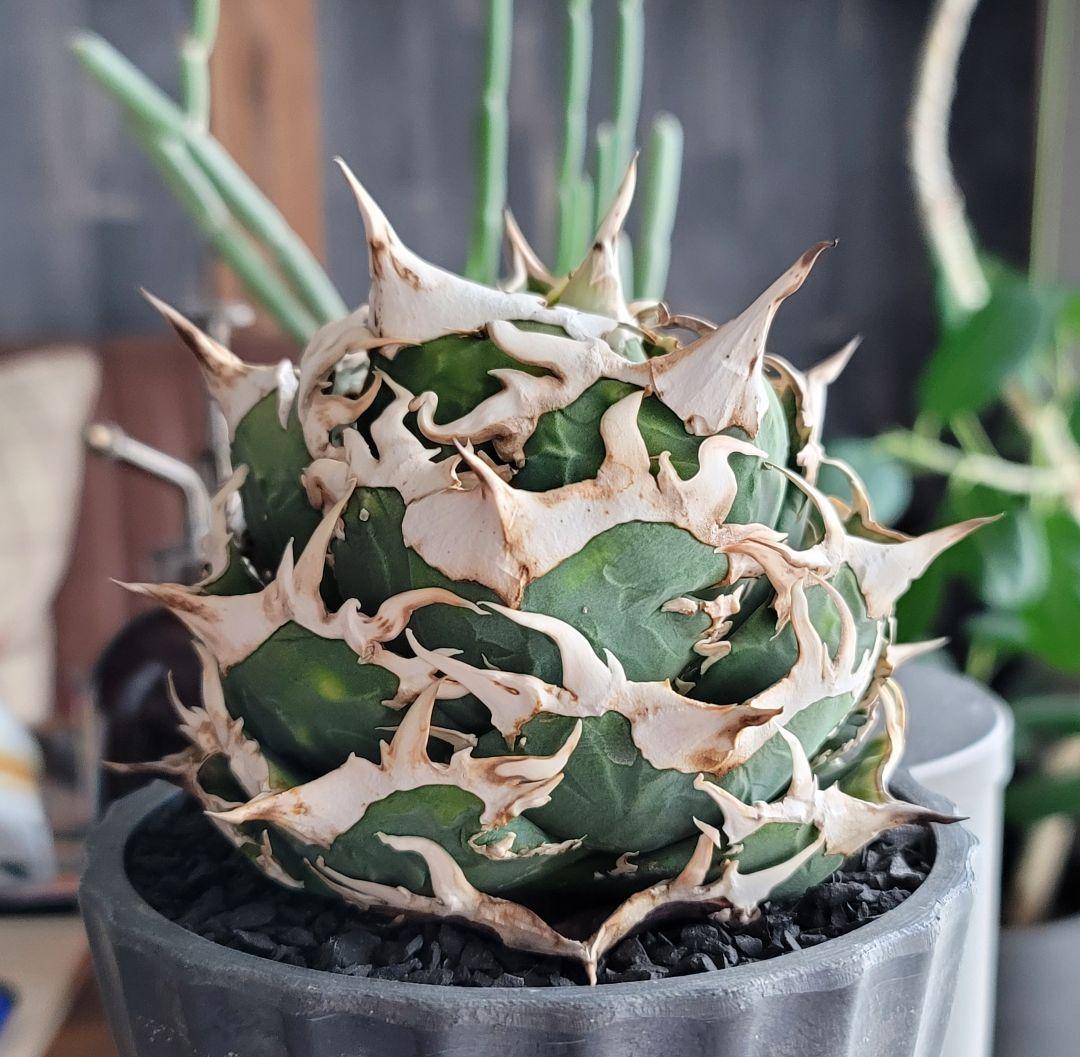 【龍皆歡さま専用】COK CG-01　親株　極上株