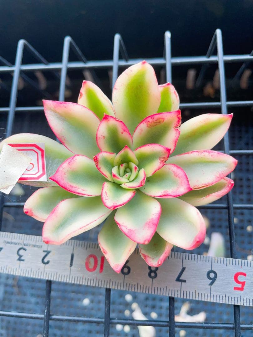 紫夢錦　美覆輪　多肉植物　エケベリア