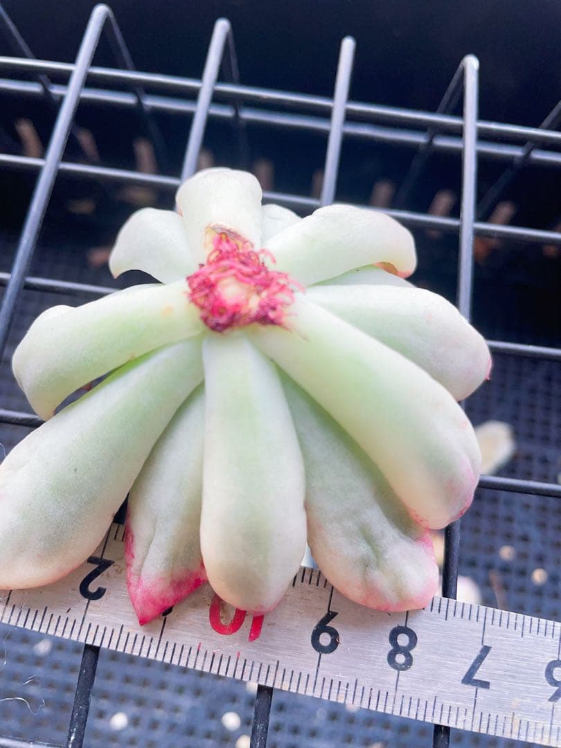 紫夢錦　美覆輪　多肉植物　エケベリア