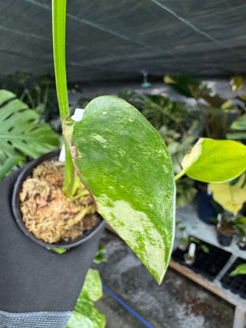 K3モンステラ　イエローマリリン　黄斑入り