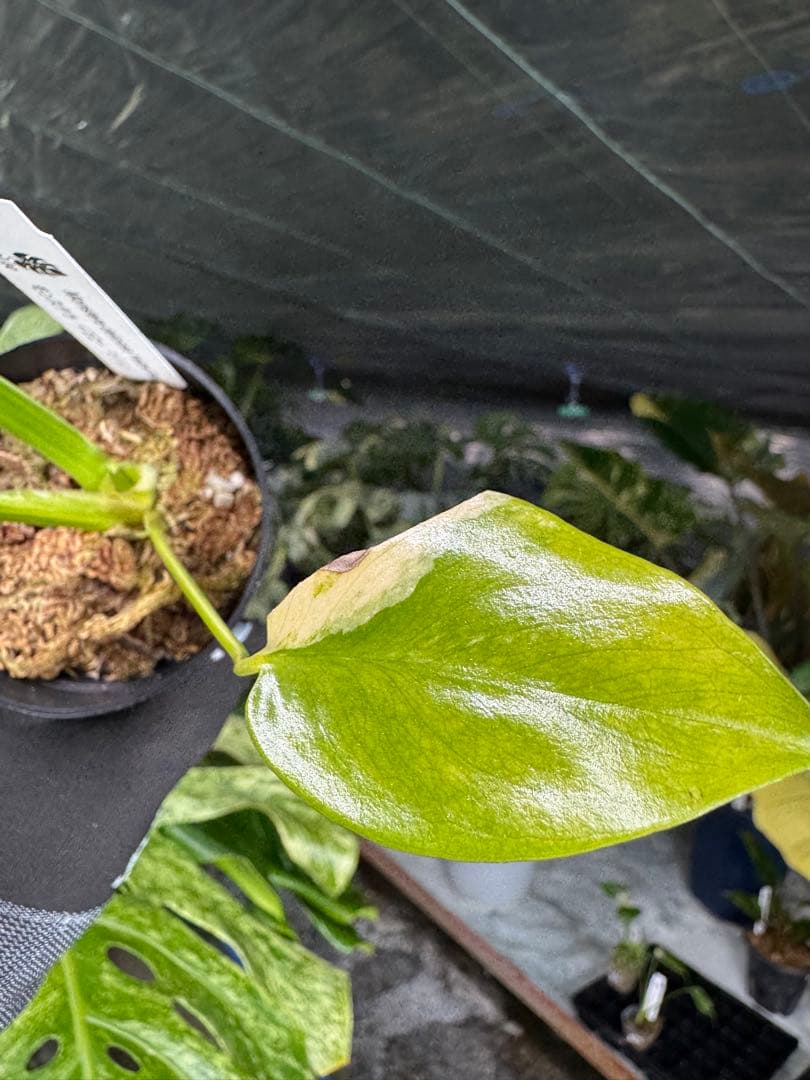 K3モンステラ　イエローマリリン　黄斑入り