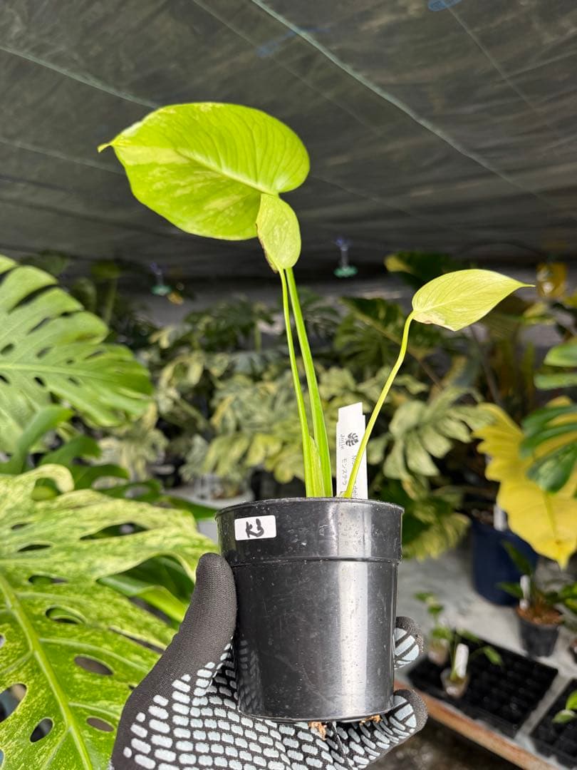 K3モンステラ　イエローマリリン　黄斑入り
