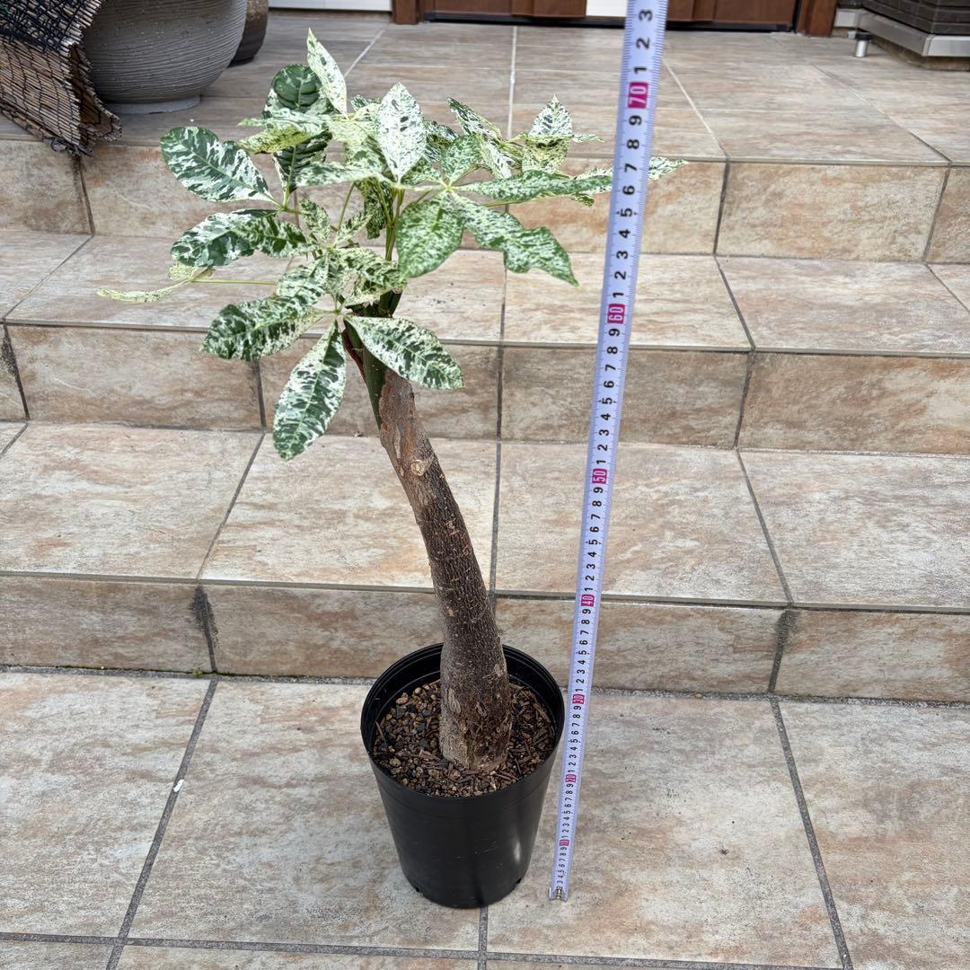 【大特価】パキラ　ミルキーウェイ　約5号鉢　No.002　鉢、送料込　メルカリ便