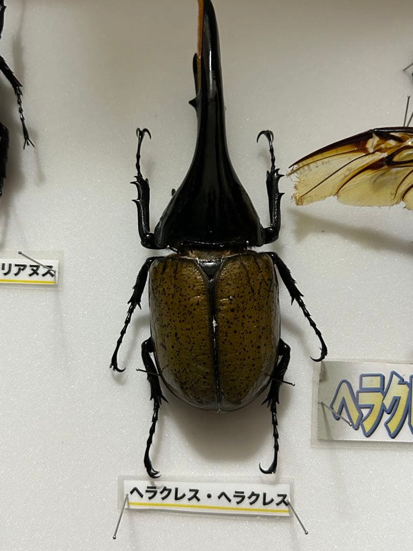 ヘラクレスオオカブト標本(亜種5種) シーラケース付きセット