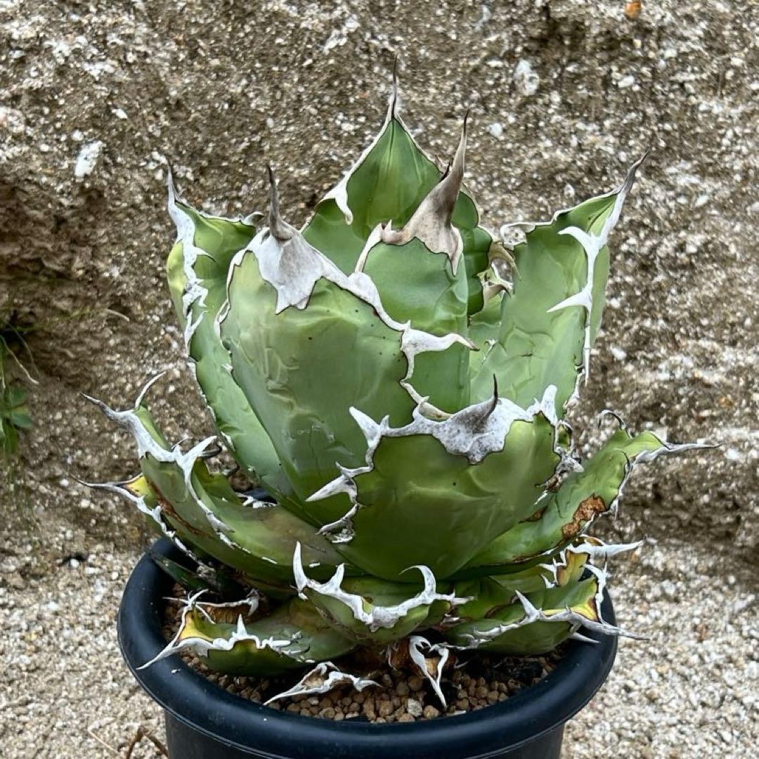 アガベ　チタノタ　白鯨　旧来　国産　大株