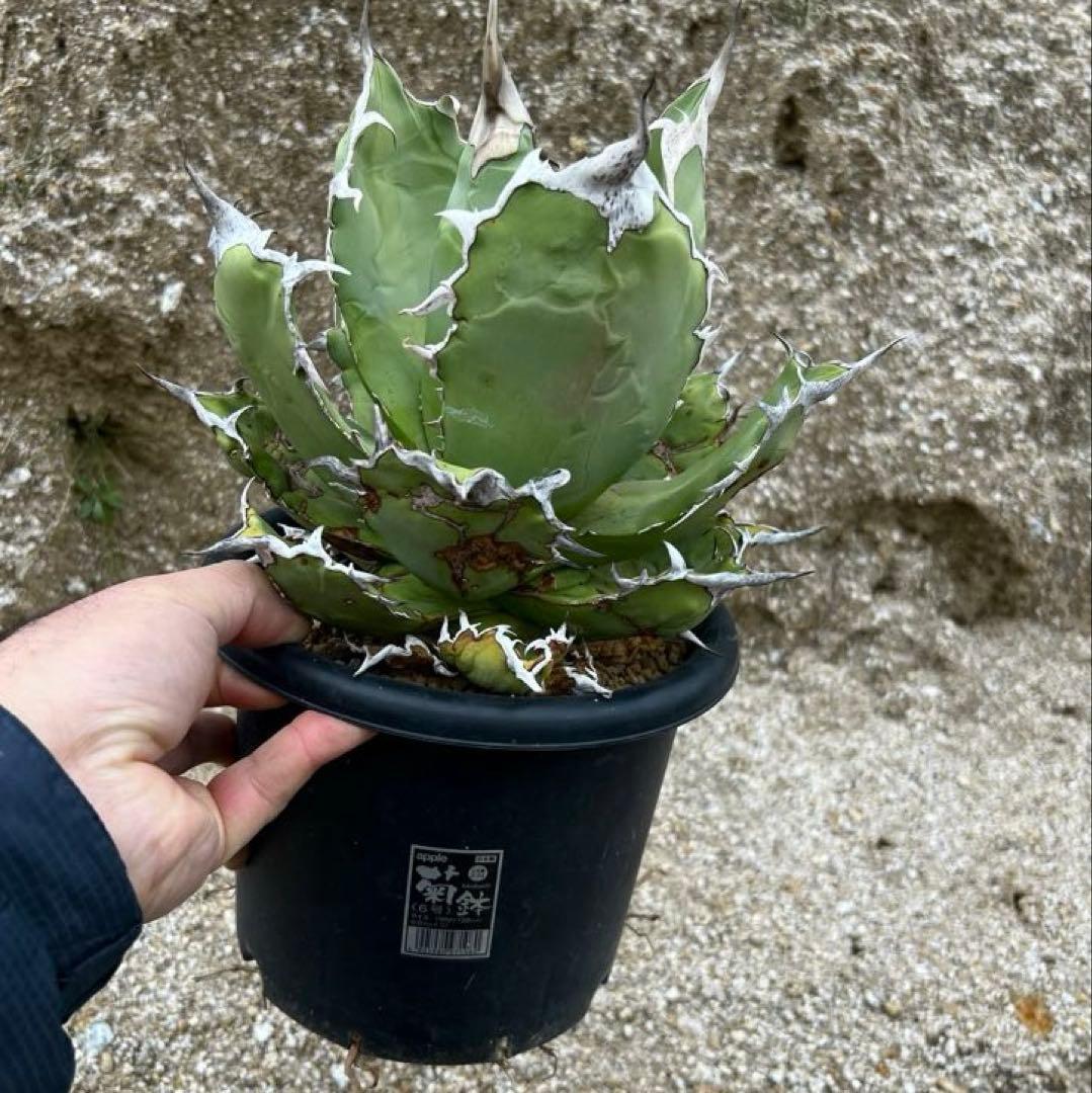 アガベ　チタノタ　白鯨　旧来　国産　大株