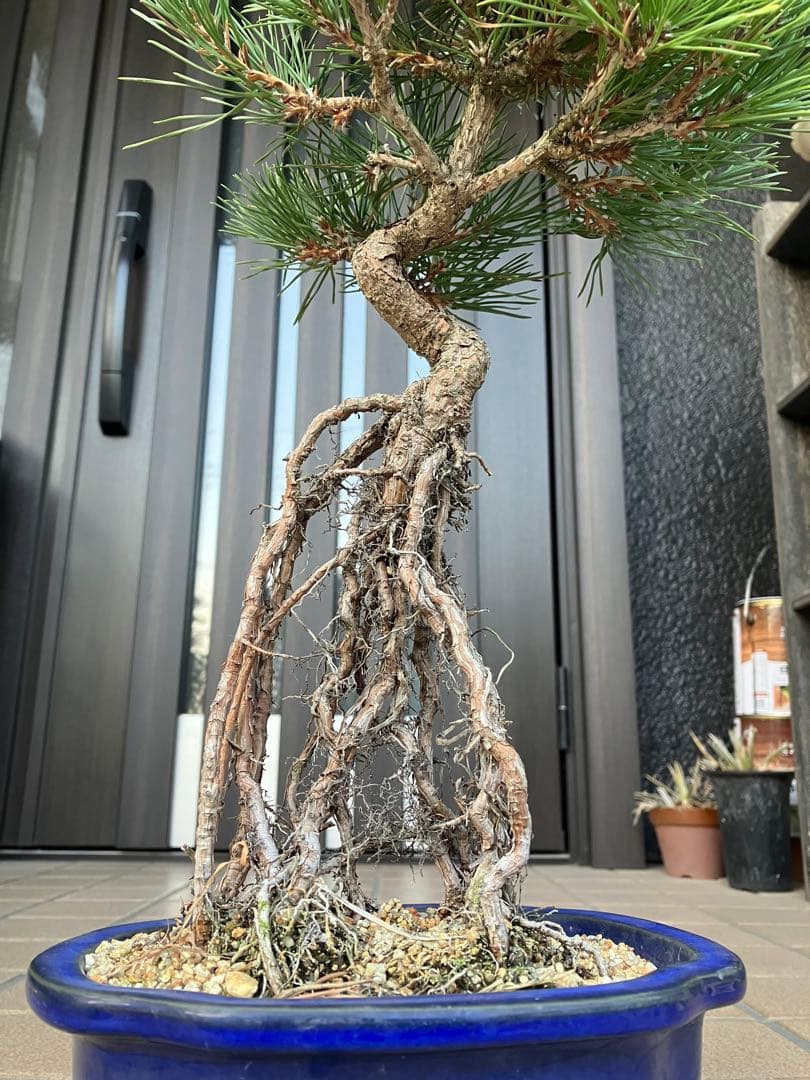 黒松盆栽　樹形(幹の曲等)が美しい根上がり　究極の逸品！　超大特価！早いもの勝ち