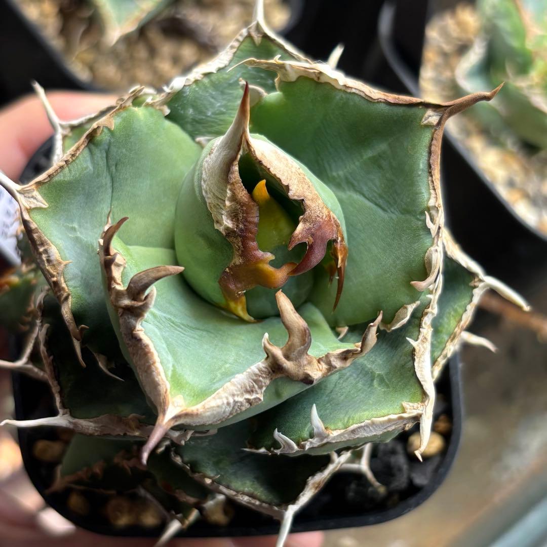 アガベ 清櫻 Lize血統　清桜