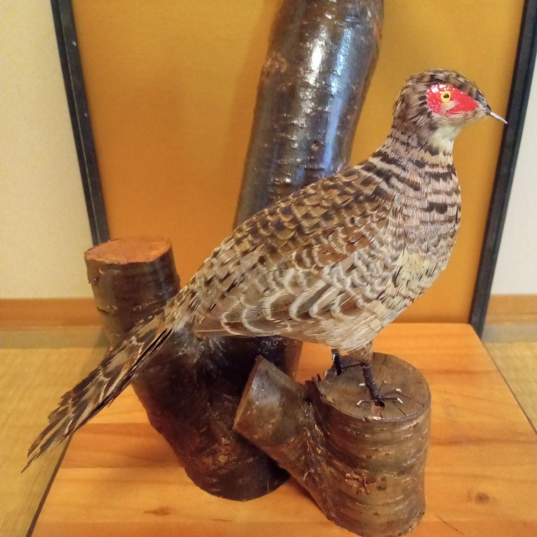 ミニチュア剥製　キジ(つがい)