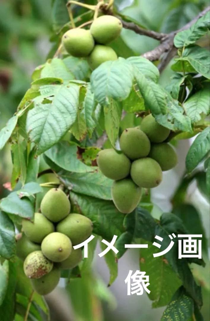 北の蝦夷　鬼胡桃の特大苗木　1メートル50センチ