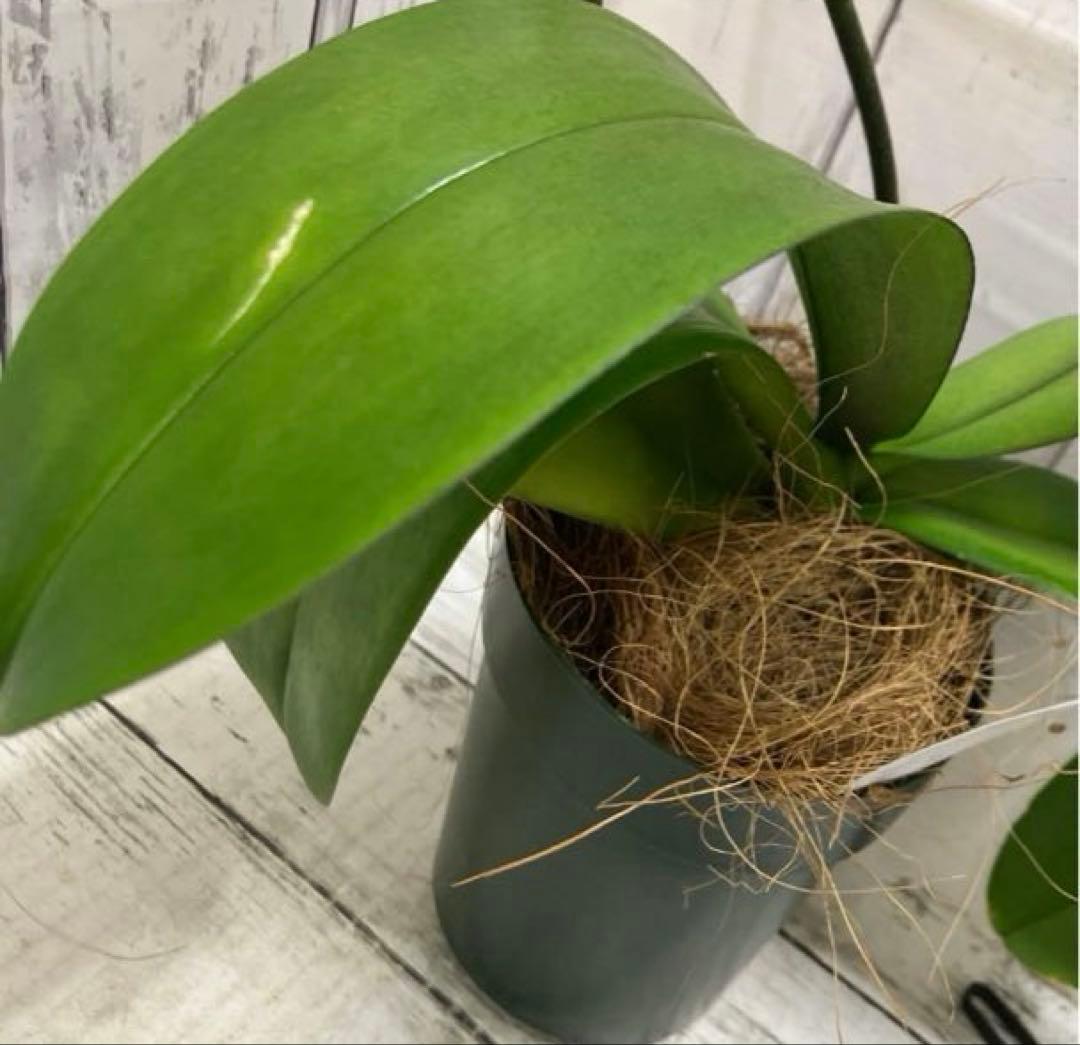 ②正規品　希少品種　胡蝶蘭　コチョウラン　ファレノプシス　ブルージーン　パープル