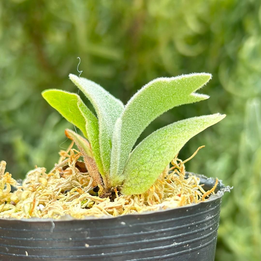 ビカクシダ P.willinckii Frosty Maiden Spore 02