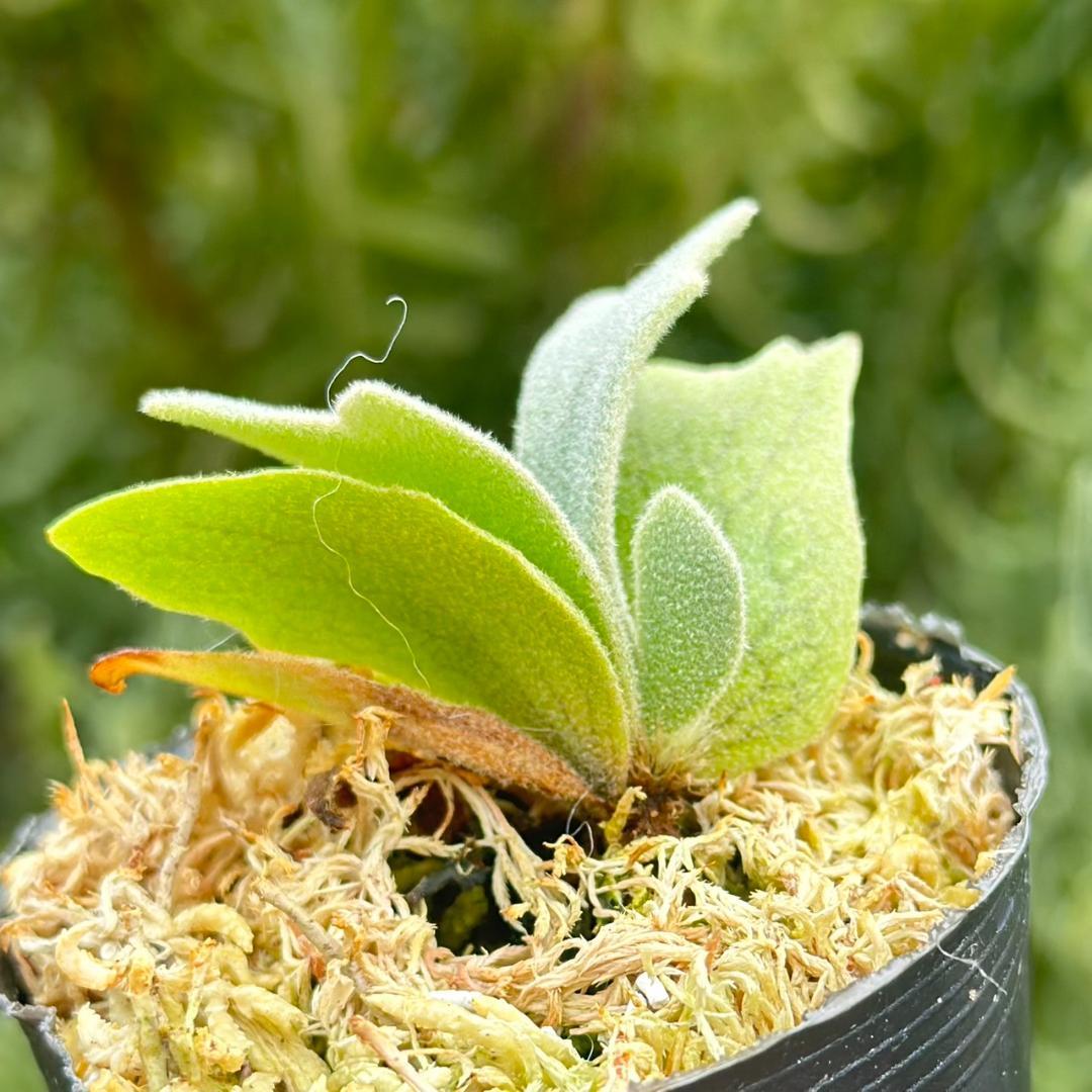 ビカクシダ P.willinckii Frosty Maiden Spore 02