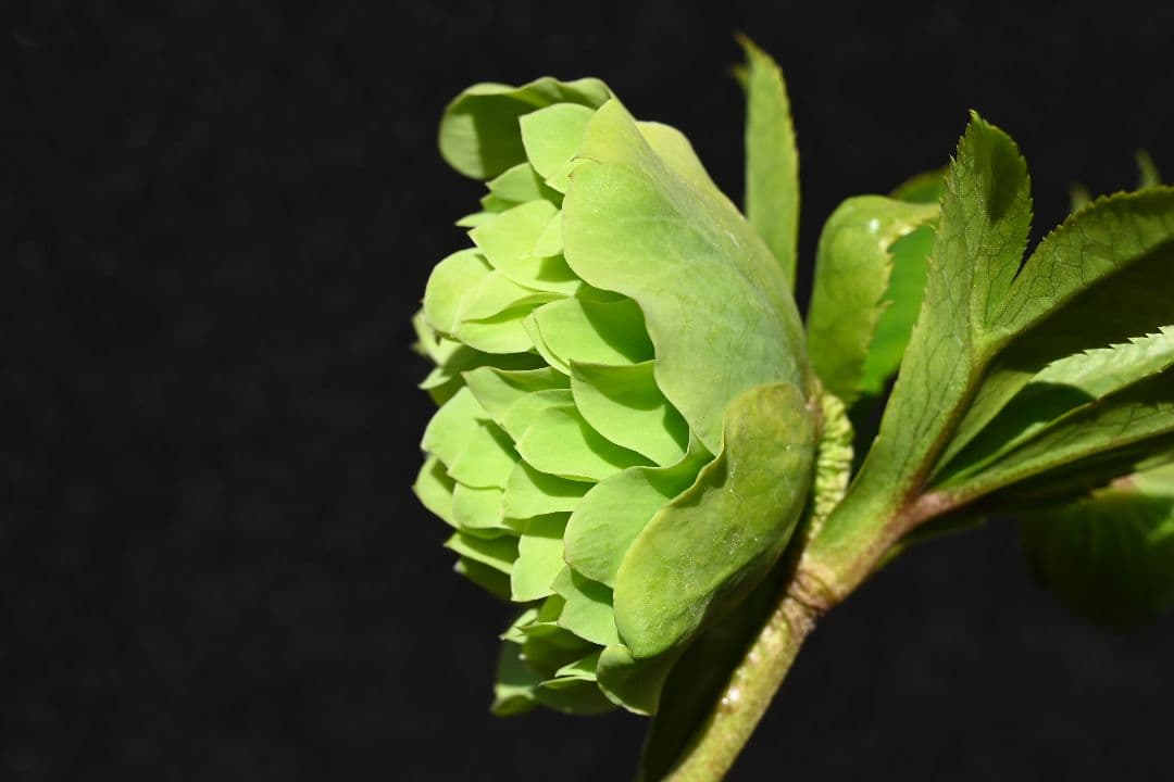 クリスマスローズ　珍品！グリーン多弁　加藤農園