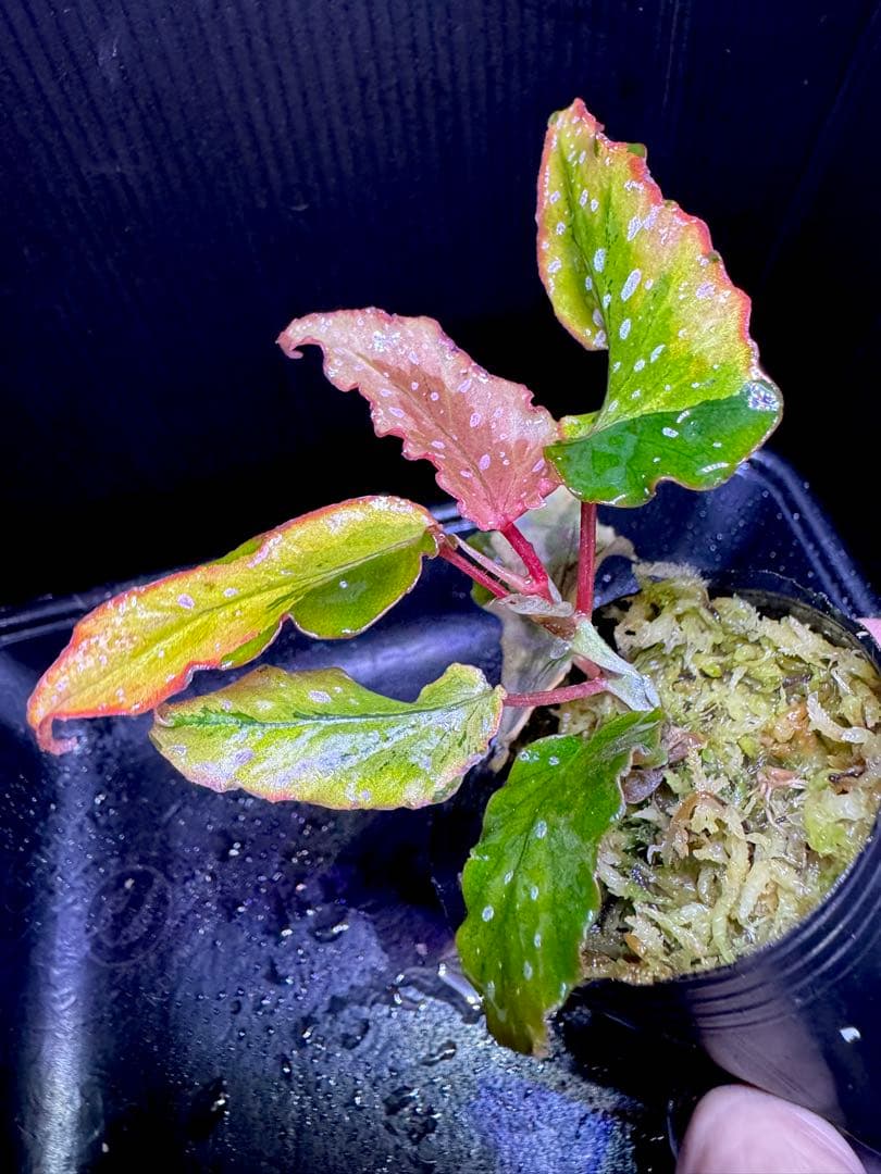 超希少❣️Begonia ベゴニア 'デインティ・スプレー' スポーツ斑入り　美株