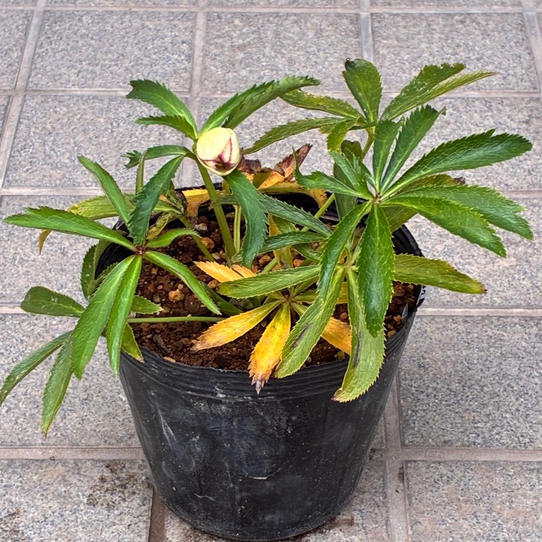 ラ*ク様 ☘️蕾付き☘️3343⭐️小輪⭐️芳香⭐️オーレアX ボッコネイ⭐️大