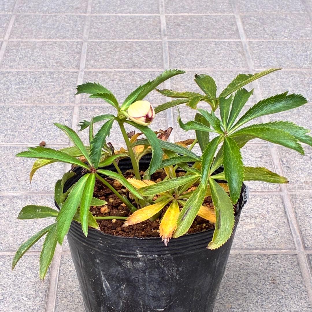 ラ*ク様 ☘️蕾付き☘️3343⭐️小輪⭐️芳香⭐️オーレアX ボッコネイ⭐️大