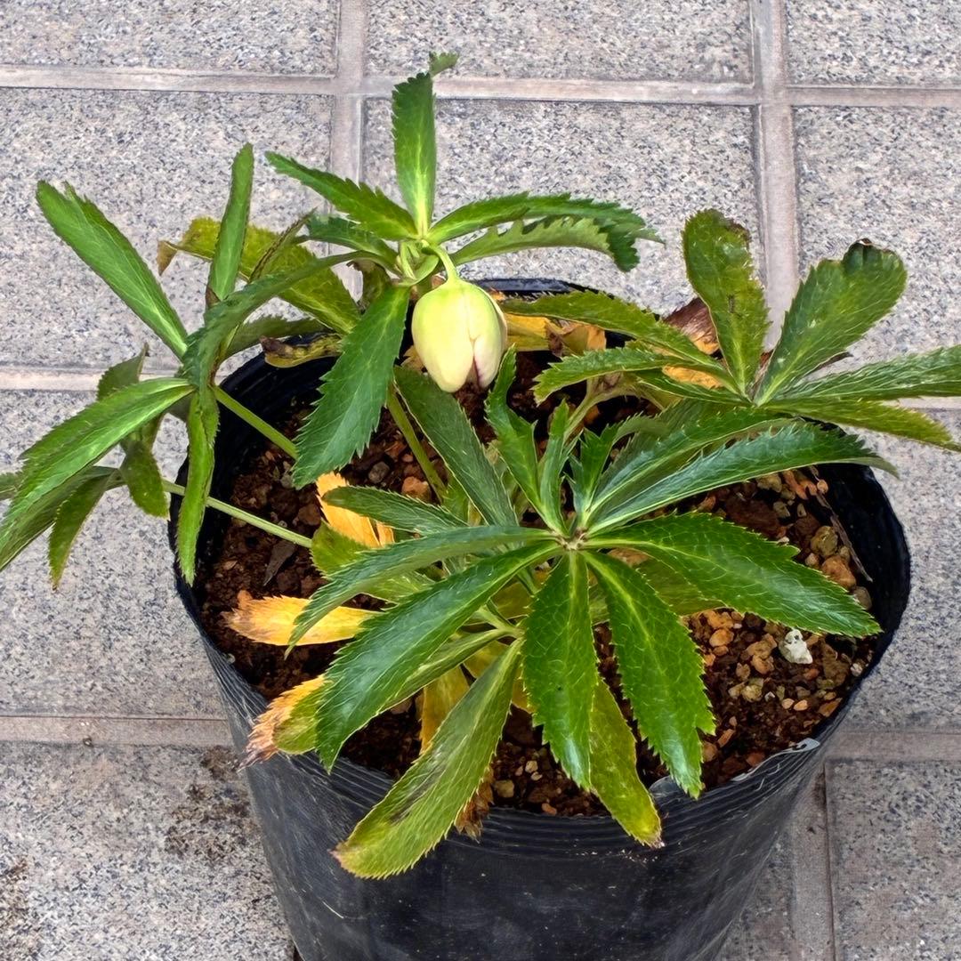 ラ*ク様 ☘️蕾付き☘️3343⭐️小輪⭐️芳香⭐️オーレアX ボッコネイ⭐️大