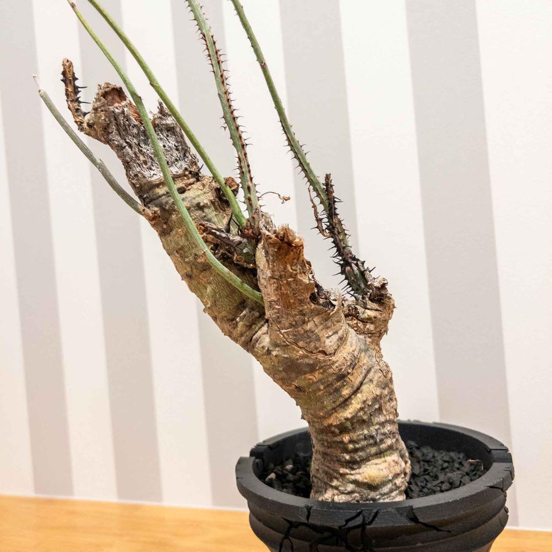 アデニア アクリアータ アクレアータ 現地球 発根済み