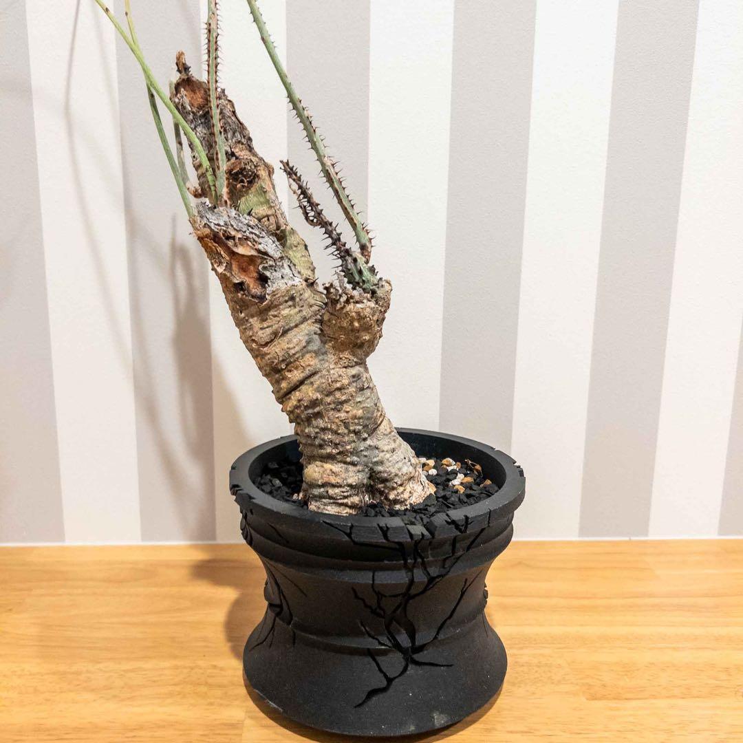 アデニア アクリアータ アクレアータ 現地球 発根済み