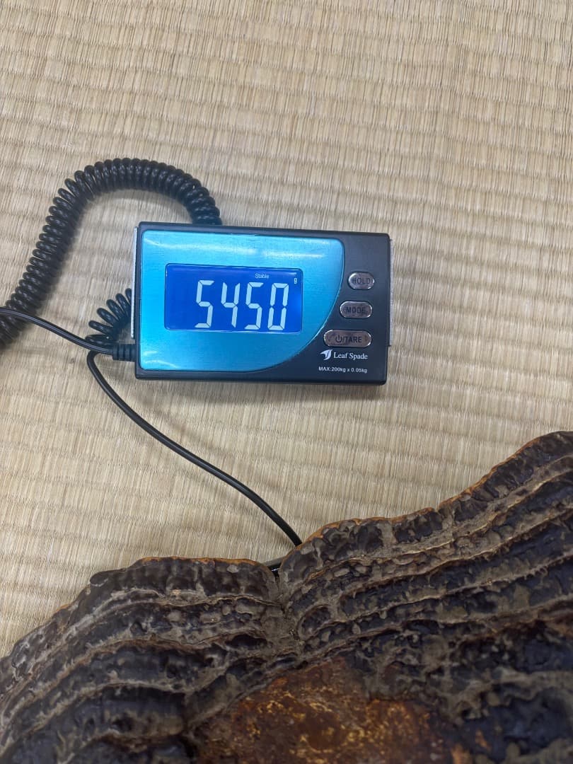 天然採取　猿の腰掛け（サルノコシカケ)　特大貴重品