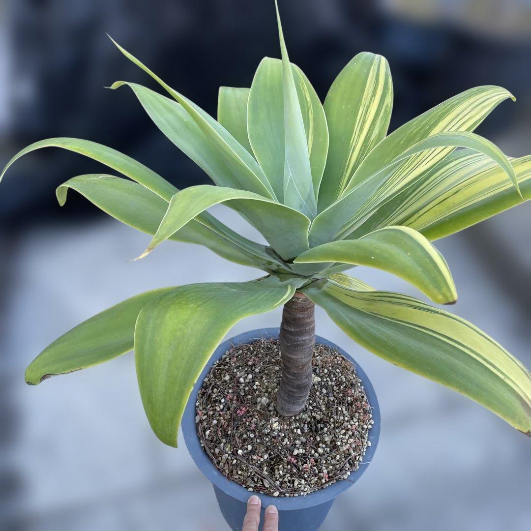 アガベ　アテナータ　イエローストライプ　/ 翡翠盤　特大　引き取り限定