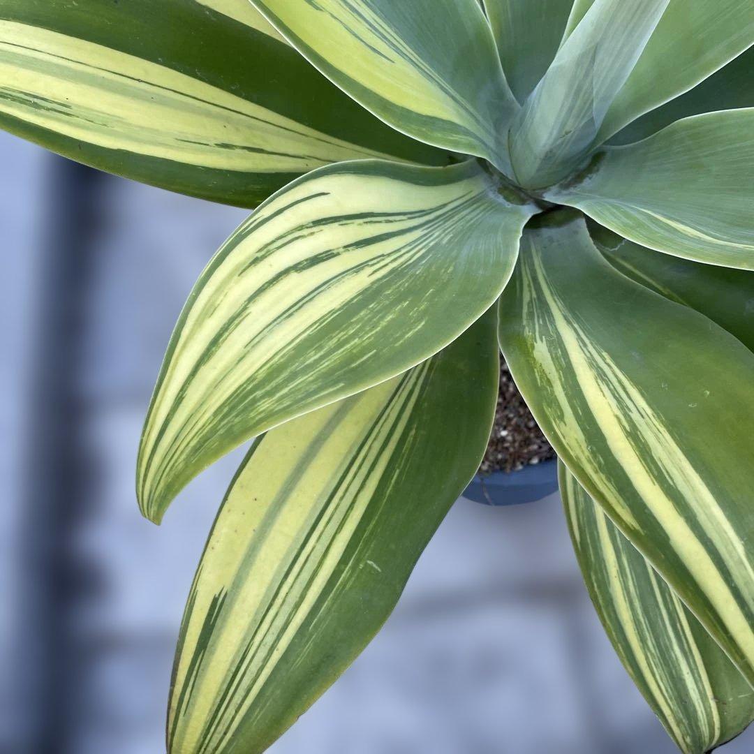 アガベ　アテナータ　イエローストライプ　/ 翡翠盤　特大　引き取り限定