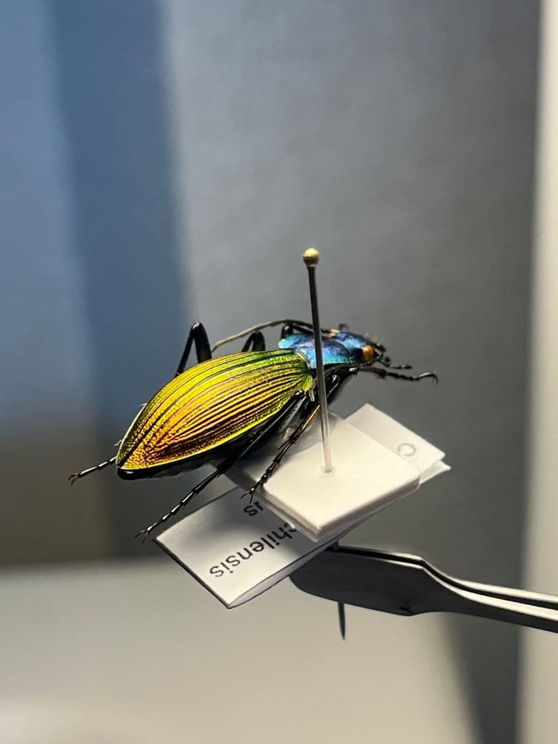 【極美個体】チリオサムシ標本 Ceroglossus chilensis