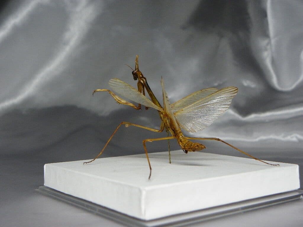 エンプーサペンナータ　クシヒゲカマキリ　ペア 立体標本　ジャンク