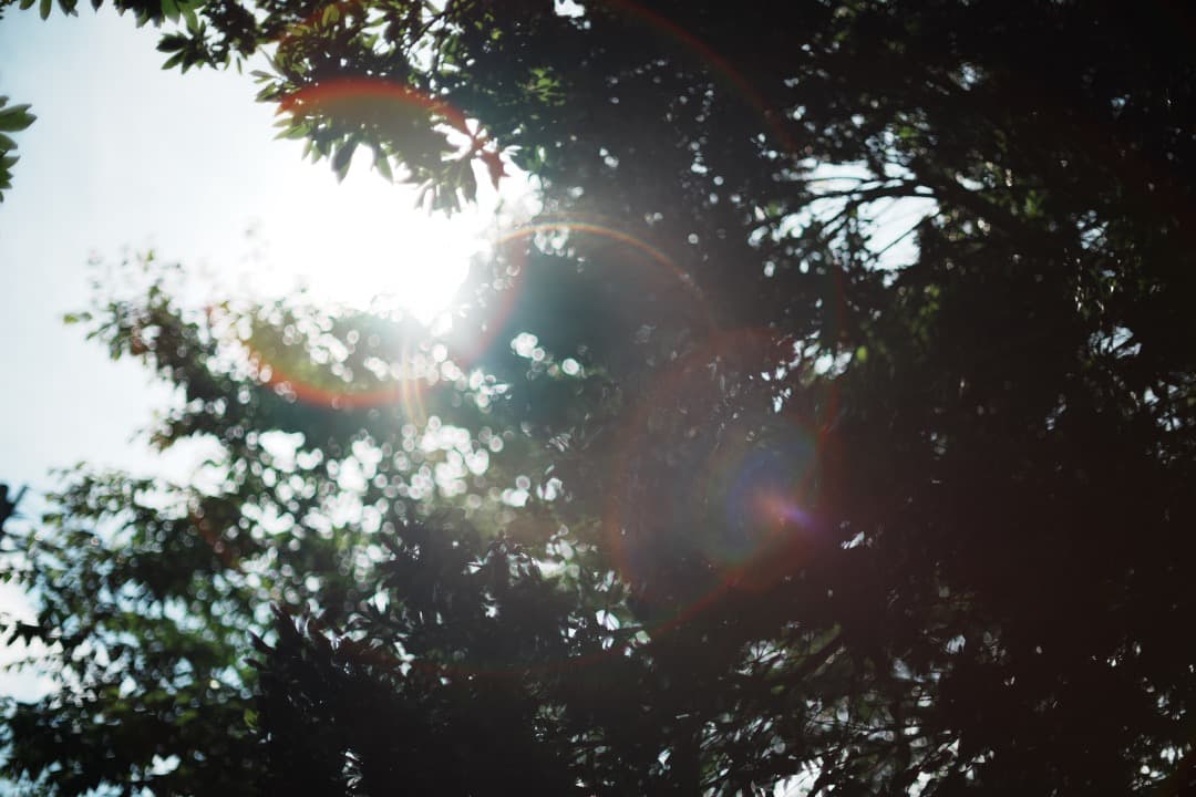 【伝説的名玉】動作◎ Canon FD 55mm F1.2 S.S.C 858