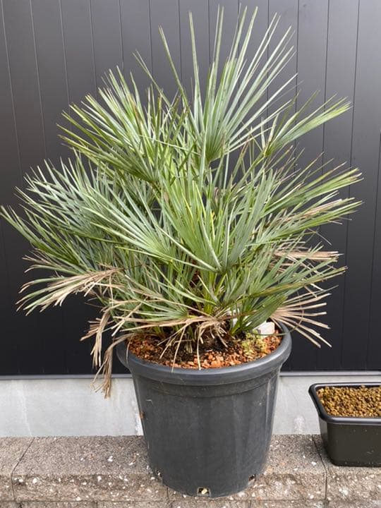 チャメロプス　セリフェラ　多頭　大株