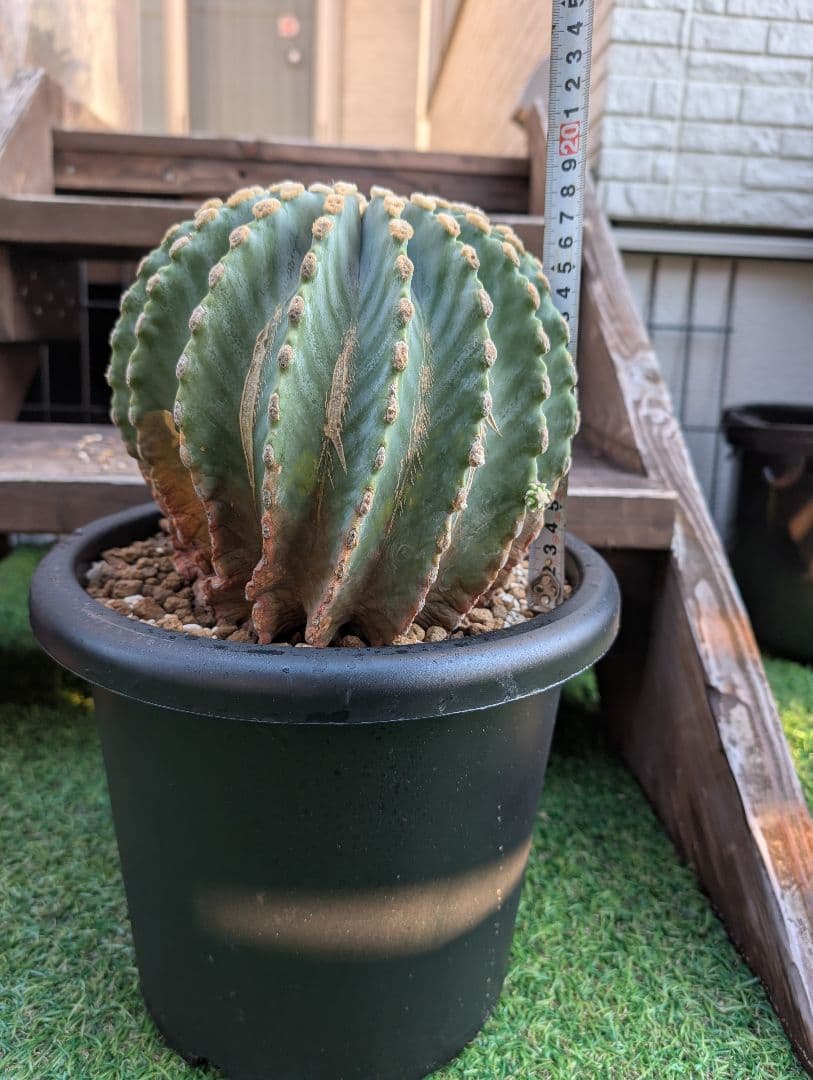 【Omc Labo】極上4　フェロカクタス刺無王冠竜　希少 サボテン