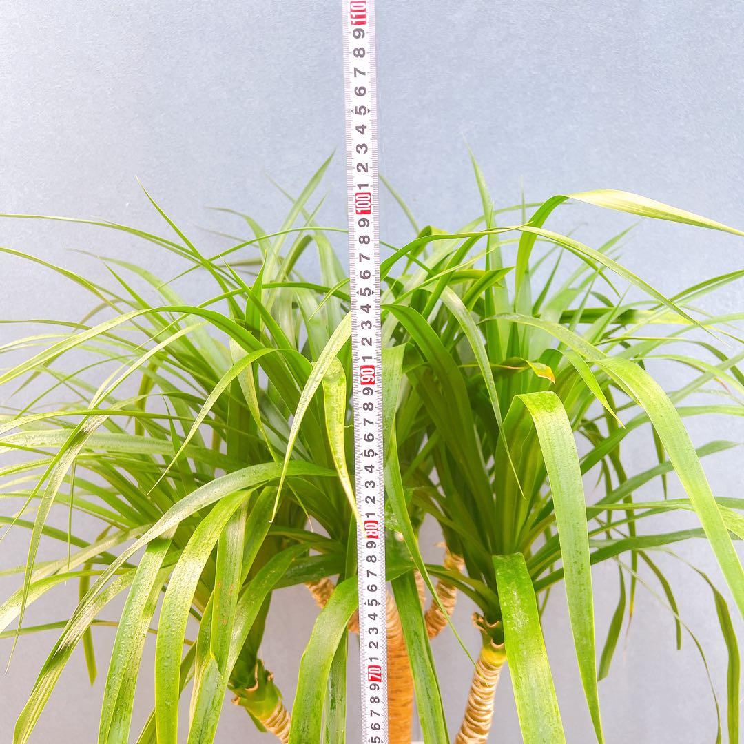 現品　ドラセナ　カンボジアーナ　1番　観葉植物　インテリア　ドライガーデン