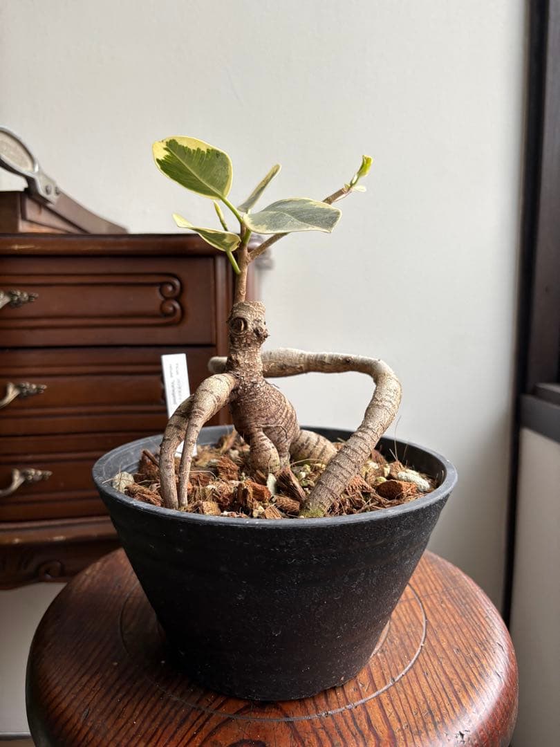 希少 フィカス パンダガジュマル 斑入り 接ぎ木