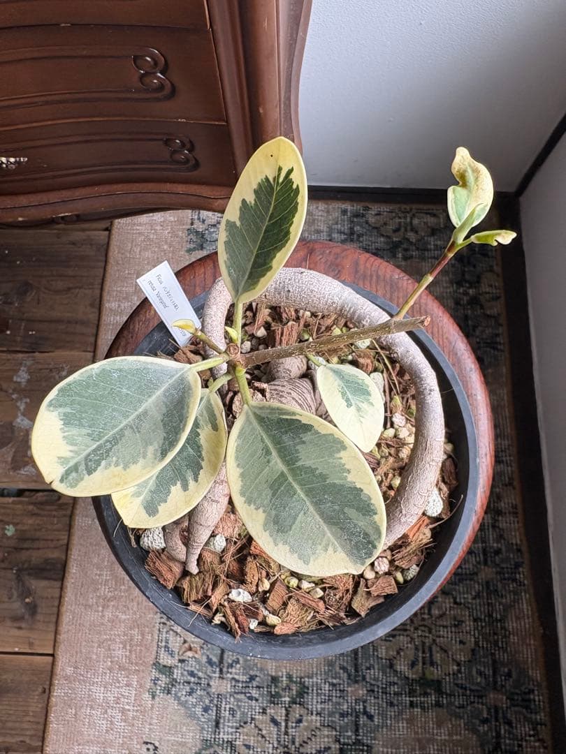 希少 フィカス パンダガジュマル 斑入り 接ぎ木