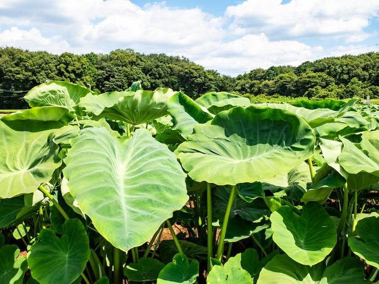 里芋の種、大量千粒＋マリーゴールド花種＋全国匿名送料無料です