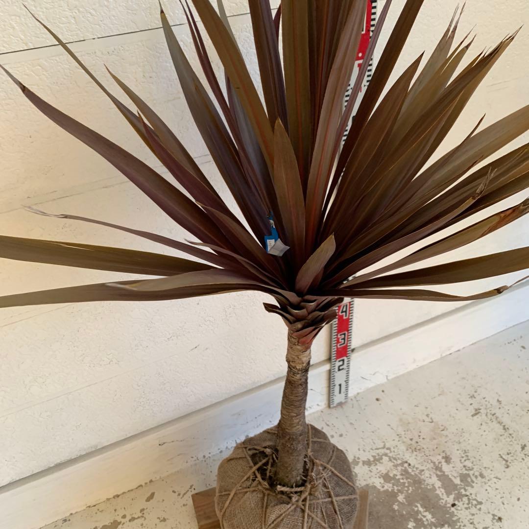 コルジリネ 赤ドラセナ　約140cm 幹長　レッドスター　48
