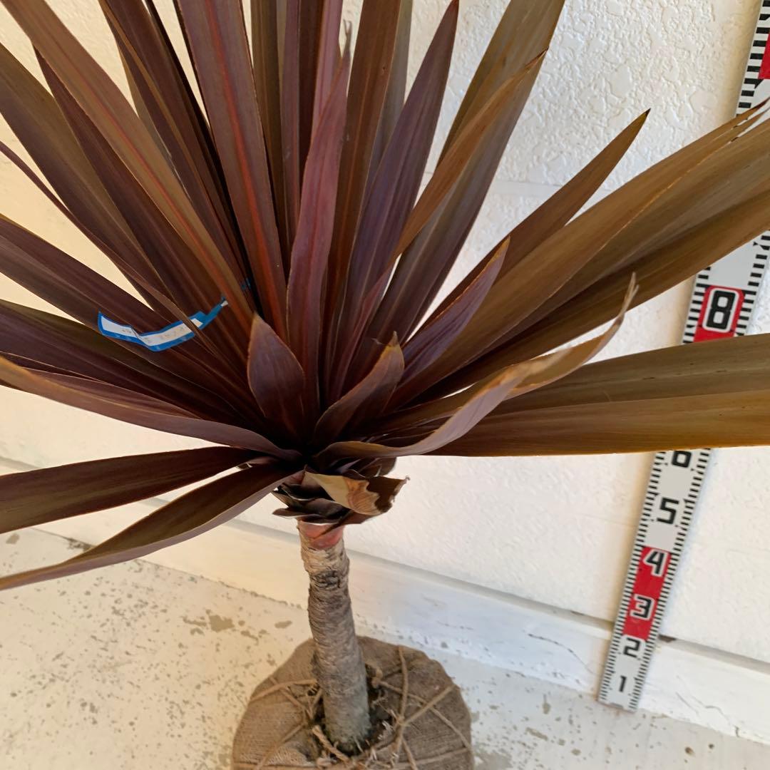 コルジリネ 赤ドラセナ　約140cm 幹長　レッドスター　48