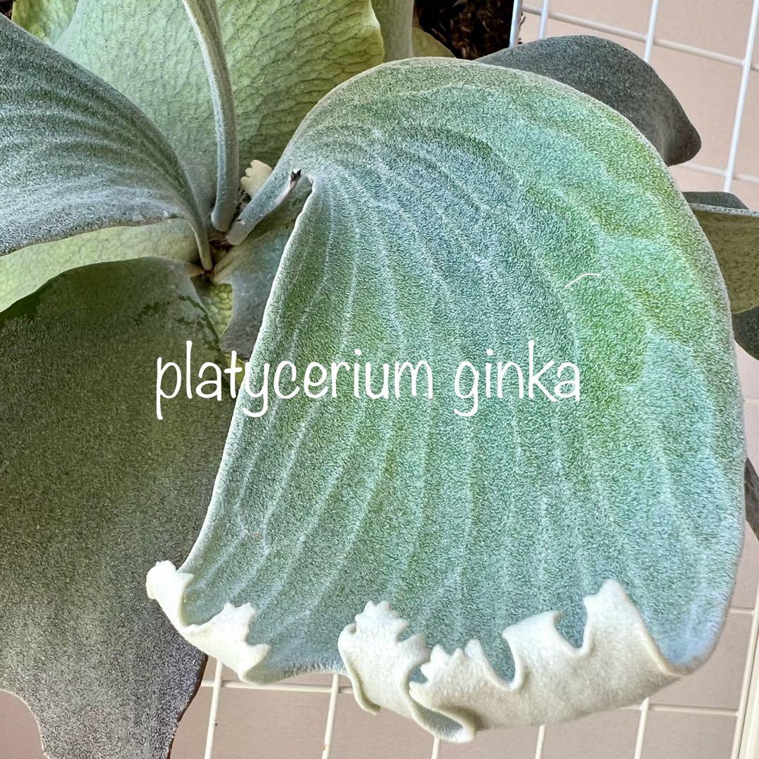 OC子株 platycerium ginka pup 銀華ギンカ54ビカクシダ