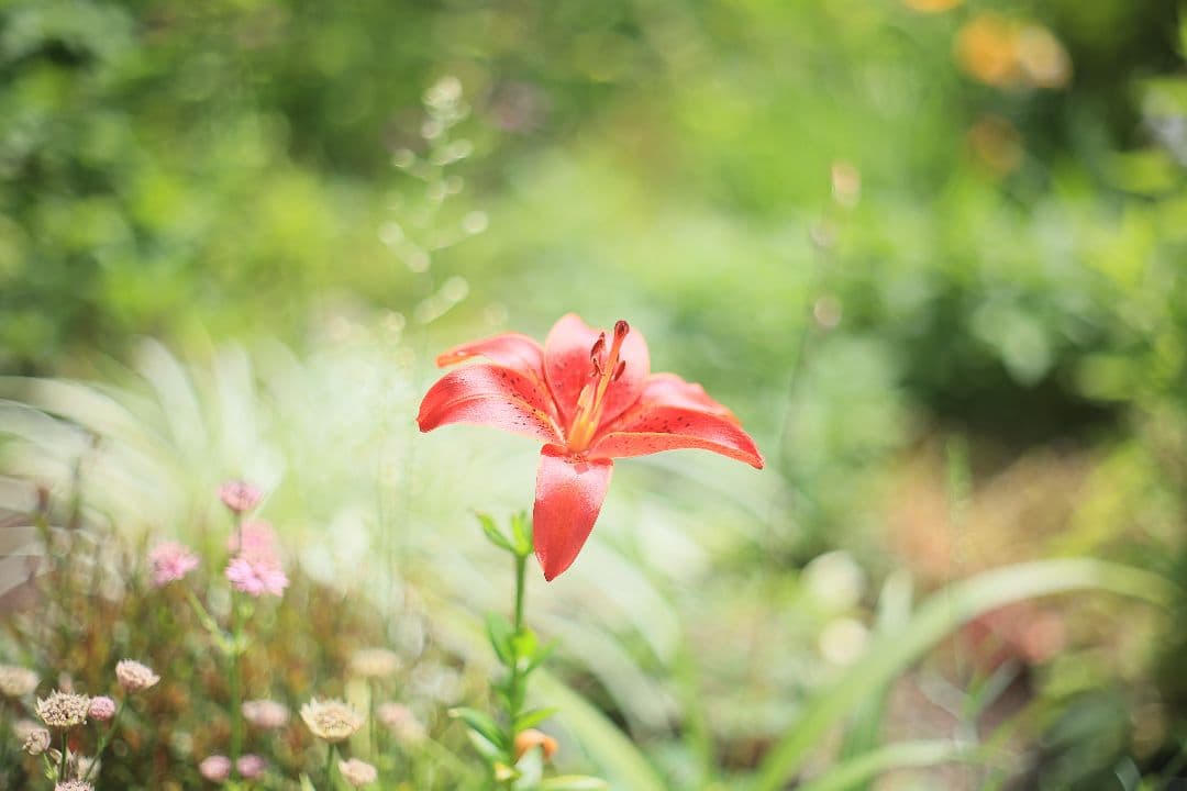 《希少》AUTO mamiya/sekor 55mm F1.8 後期型【良品】