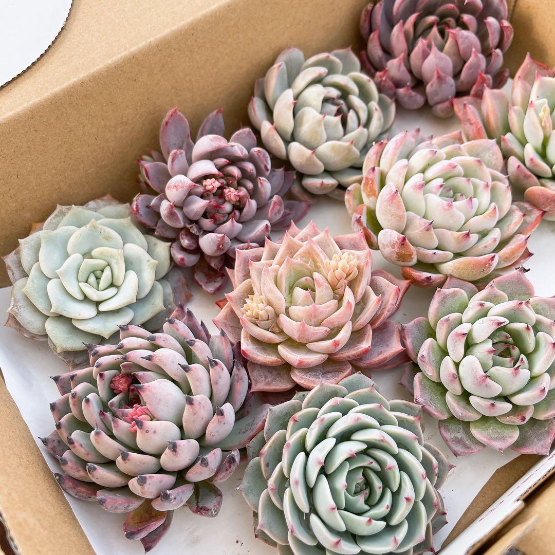 おらいさん苗 カット苗 セット