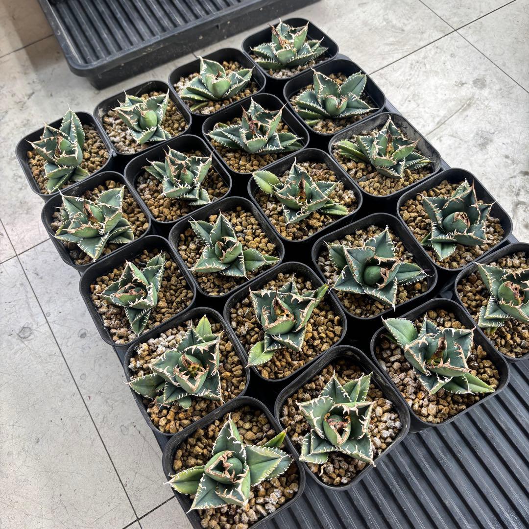 バナナシェイク