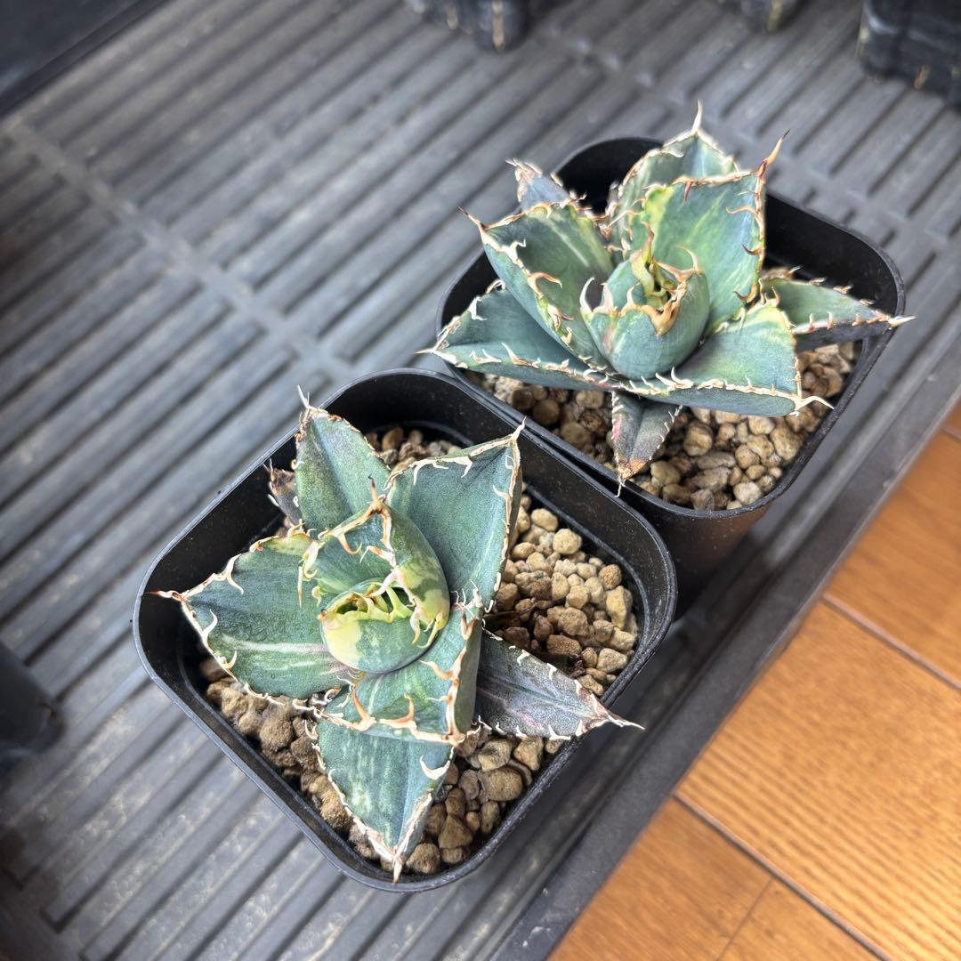 バナナシェイク