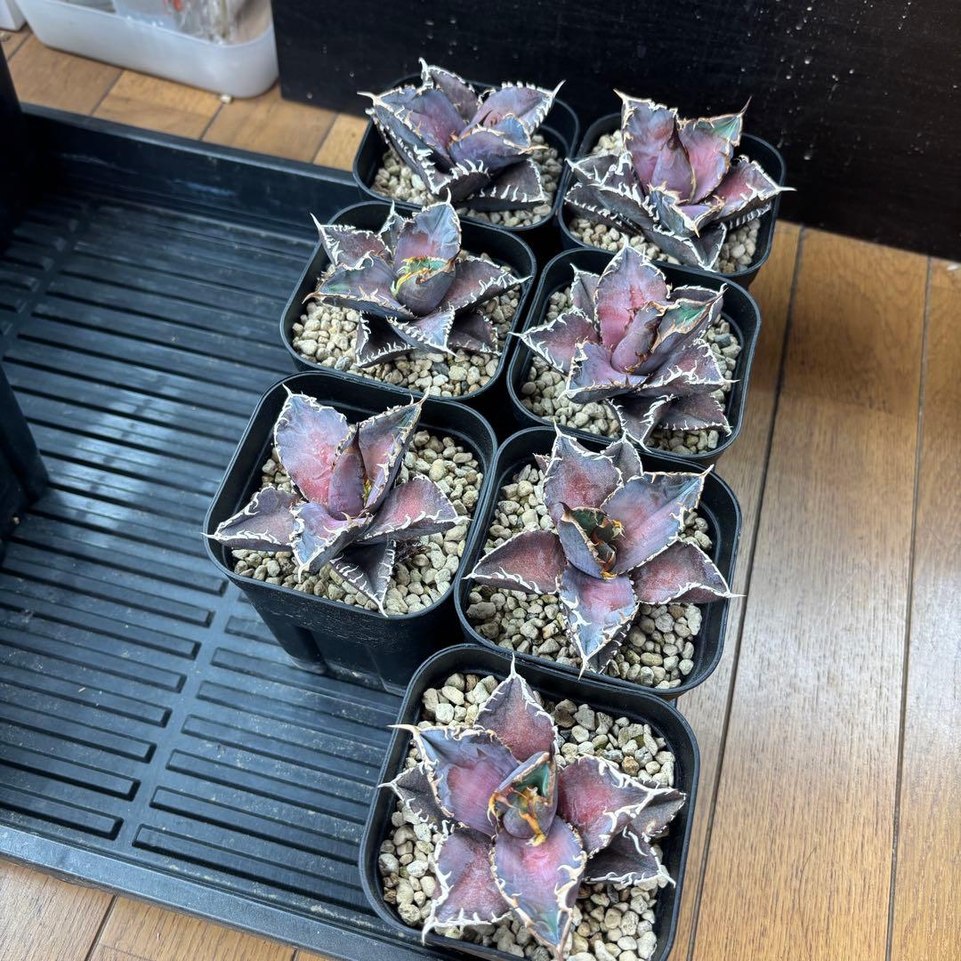 バナナシェイク