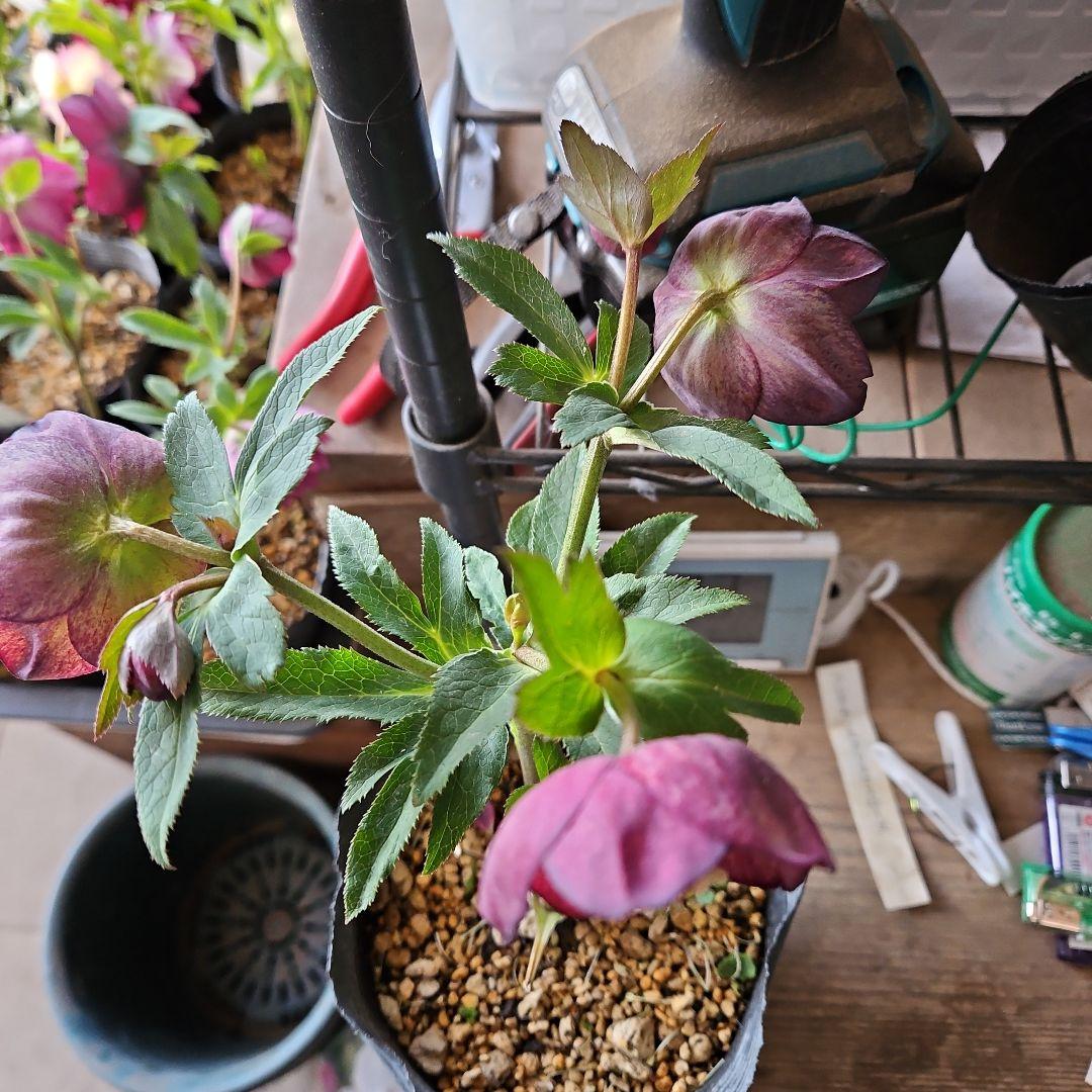 みぃ様お取り置き苗㉖-260クリスマスローズ