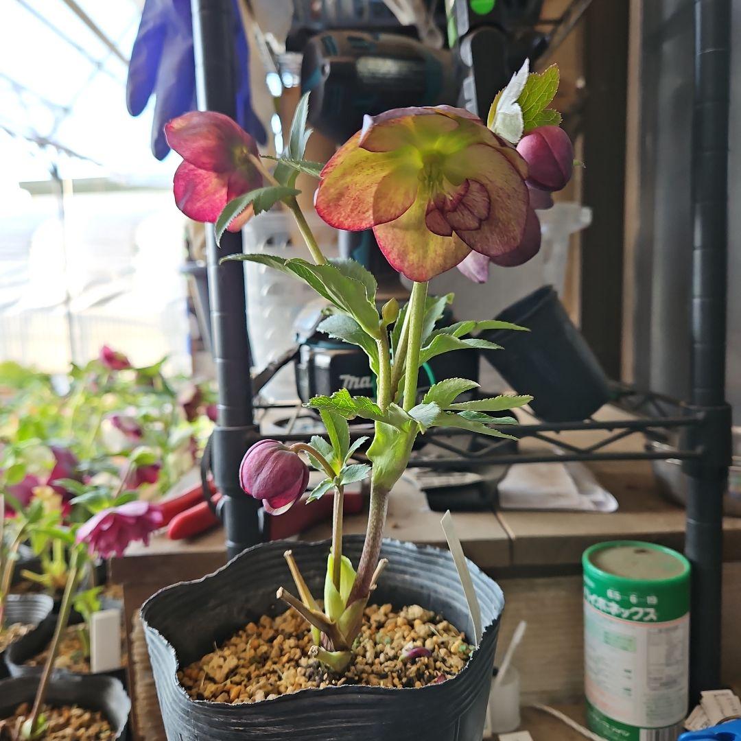 みぃ様お取り置き苗㉖-260クリスマスローズ